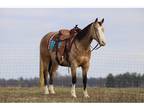 Buckskin Gelding