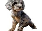 Poodle (Toy) Puppy for sale in Black Canyon City, AZ, USA