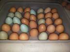 Organic Backyard Eggs