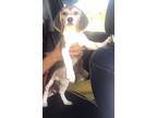 Beagle puppy sale (Miami)- dog