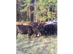 Bred Brangus Angus and Hereford crossbred cows