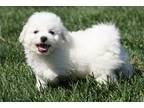 Bichon Frise Puppy for sale in Kirksville, MO, USA