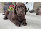 Labrador Retriever Puppy for sale in Evansville, IN, USA