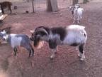 Male Pygmy Goat