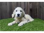 Golden Retriever Puppy for sale in Fort Wayne, IN, USA