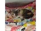 Adopt Chrisy a Calico or Dilute Calico Domestic Shorthair / Mixed (short coat)