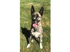 Adopt Finn a Dutch Shepherd / Husky / Mixed dog in McKinney, TX (28279180)