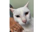Adopt Salt- Odd Eyes a White Domestic Shorthair (short coat) cat in Milwaukee