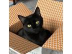 Adopt Scarlet Red a All Black Domestic Shorthair / Mixed cat in Cumming