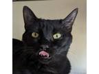 Adopt Malachite a All Black Domestic Shorthair / Mixed cat in Casa Grande
