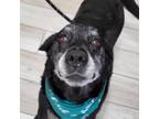 Adopt Beauford a Black Labrador Retriever / Mixed dog in Chatham, VA (38506394)