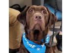 Adopt Cletus a Brown/Chocolate Labrador Retriever / Mixed dog in Chatham