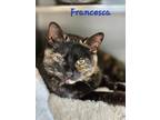 Adopt Francesca a Domestic Mediumhair / Mixed (medium coat) cat in Cambridge