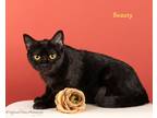 Adopt Black beauty a Domestic Shorthair / Mixed (short coat) cat in San Jacinto