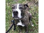 Adopt Ripley a Brindle Boxer / Mixed dog in Dallas, TX (38502424)
