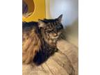 Adopt Gibby a Domestic Shorthair / Mixed (short coat) cat in Park City