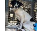 Adopt Cookie a White - with Tan, Yellow or Fawn Shepherd (Unknown Type) / Mixed