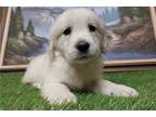 Golden Retriever Puppy for sale in Fort Wayne, IN, USA