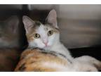 Adopt Mimi a Calico or Dilute Calico Domestic Shorthair (short coat) cat in