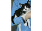 Adopt Joe a Black & White or Tuxedo Domestic Shorthair (short coat) cat in