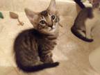 Adopt Mac a Tan or Fawn Tabby Domestic Shorthair (short coat) cat in Fort Myers