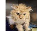 Adopt Blondie a Cream or Ivory Domestic Longhair (long coat) cat in House