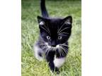 Adopt Fluffy a Black & White or Tuxedo Domestic Shorthair (short coat) cat in