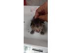 Adopt 53654669 a All Black Domestic Shorthair / Domestic Shorthair / Mixed cat