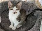 Adopt Aura a White (Mostly) Domestic Shorthair (short coat) cat in Fort Myers