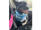 Adopt Harley a Black - with White Australian Shepherd / Mixed dog in Charlotte