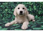 Golden Retriever Puppy for sale in Fort Wayne, IN, USA