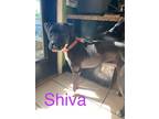 Adopt Shiva a Great Dane / Mixed Breed (Medium) / Mixed dog in Joplin