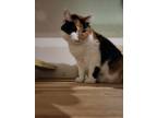 Adopt Gabriella a White Domestic Mediumhair / Domestic Shorthair / Mixed cat in