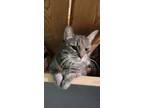 Adopt Poochie Boy a Gray or Blue Domestic Shorthair / Domestic Shorthair / Mixed