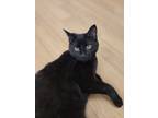 Adopt Dixie a All Black Domestic Shorthair / Domestic Shorthair / Mixed cat in