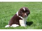 Newfoundland Puppy for sale in Canton, OH, USA