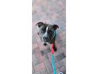 Adopt BABY GIRL-MERCEDES a Black - with White Pit Bull Terrier / Mixed dog in
