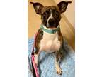 Adopt Flipper a Brindle - with White Hound (Unknown Type) / Mixed dog in Loudon
