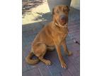 Adopt ANNIE a Brown/Chocolate German Shepherd Dog / Shar Pei / Mixed dog in Las