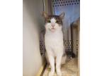 Adopt Marcus a White Domestic Shorthair / Domestic Shorthair / Mixed cat in