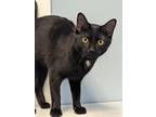 Adopt Cam a All Black Domestic Shorthair / Domestic Shorthair / Mixed cat in