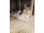 Adopt Gwendolyn a White Domestic Shorthair / Domestic Shorthair / Mixed cat in
