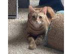 Adopt Presley a Orange or Red Tabby Domestic Shorthair (short coat) cat in