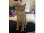 Adopt Jagger a Orange or Red Tabby Domestic Shorthair (short coat) cat in