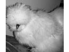 Silkie chicks for Sale