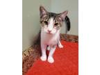 Adopt Forman a Gray or Blue Domestic Shorthair / Domestic Shorthair / Mixed cat