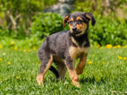 Adopt Linen a Black Rottweiler / Mixed dog in Ile-Perrot, QC (38510615)