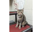Adopt Pearl a Gray, Blue or Silver Tabby Domestic Shorthair (short coat) cat in