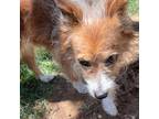 Adopt Mei OS a Brown/Chocolate Shih Tzu / Mixed dog in Las Vegas, NV (38510532)