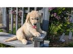 Golden Retriever Puppy for sale in Evansville, IN, USA